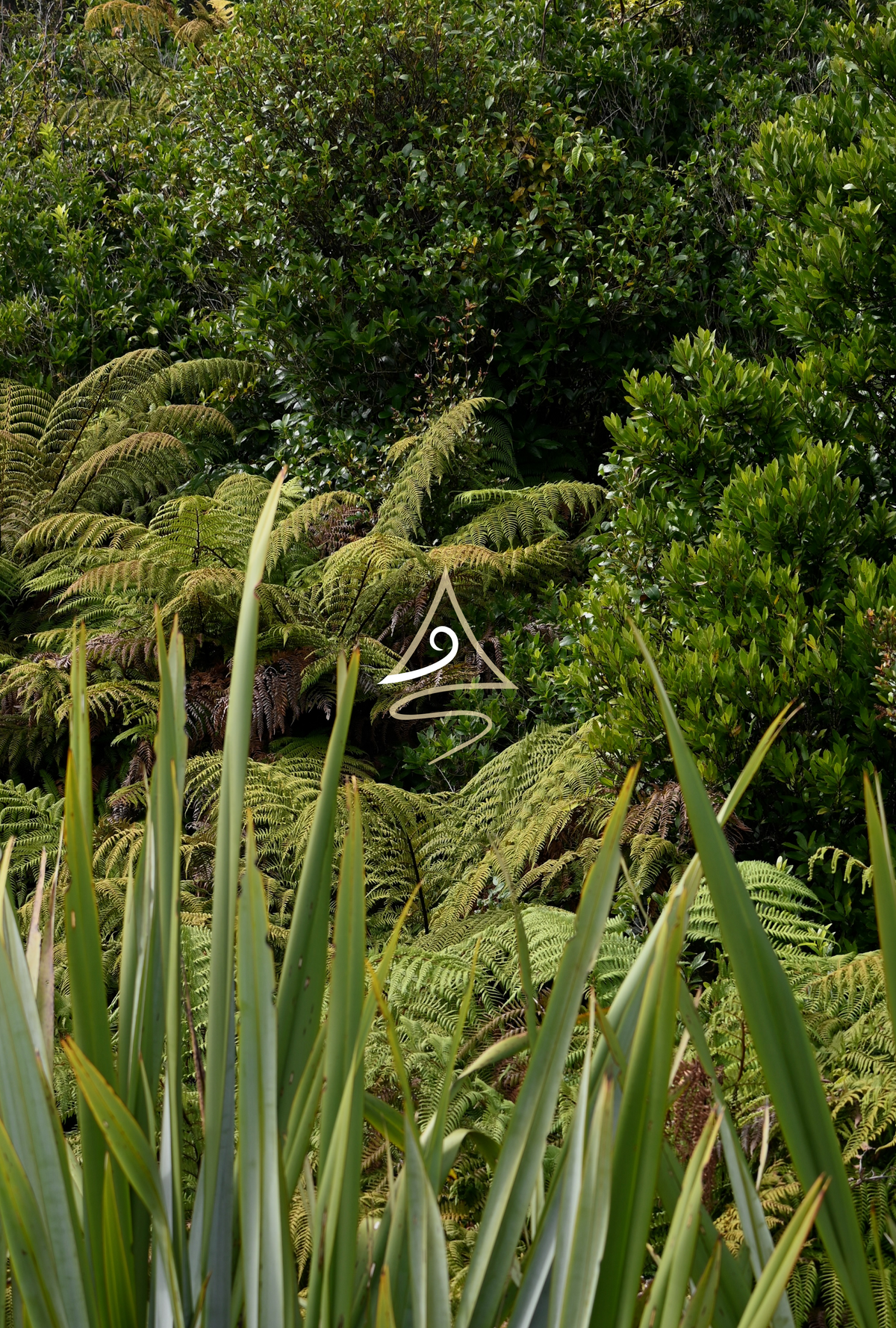 Ngahere – Bush